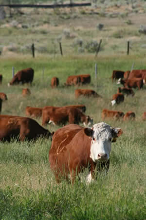 MSU Extension Beef Cattle Program  Extension Beef Cattle Program  Montana State University