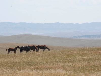 four horses are shown grazing on a range