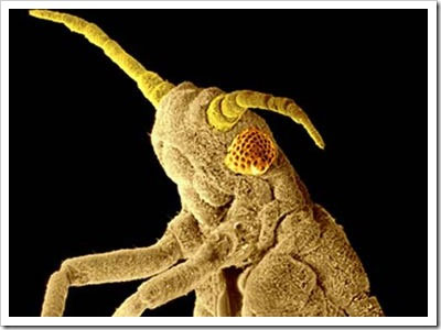 russian aphid