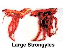 large strongyles