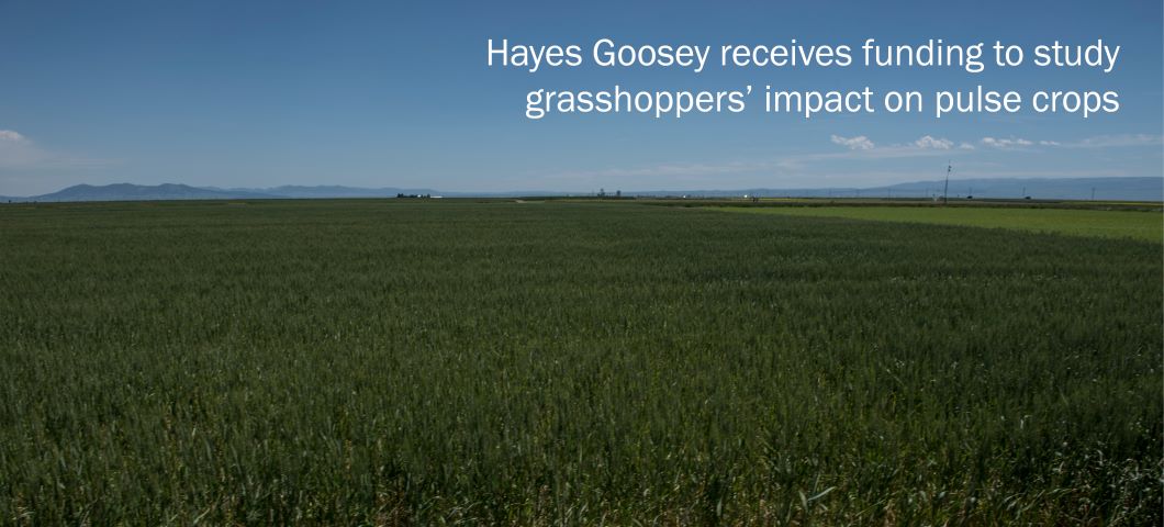 a field of pulse crops near Havre, Montana