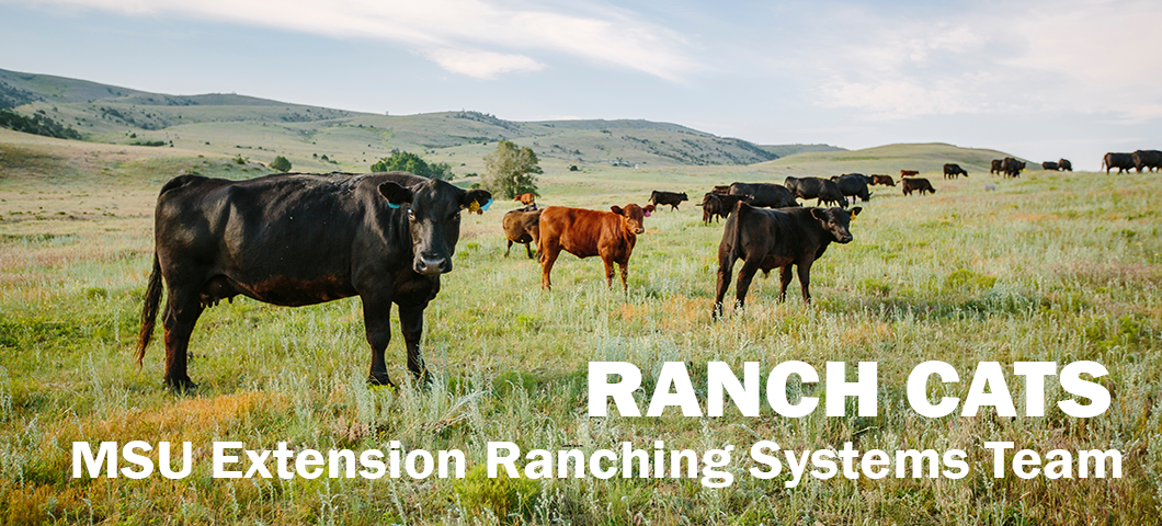Black and brown cows are shown on a ranch