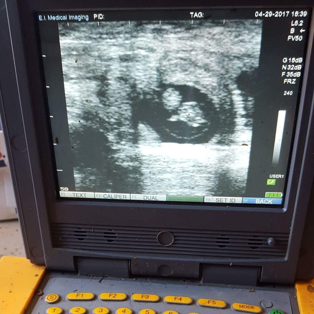 An image from an ulstrasound machine showing the early bovine pregnancy with the presence of the fetus in the center.