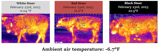 three thermal images of beef cattle