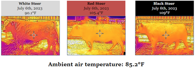 thermal images of beef cattle