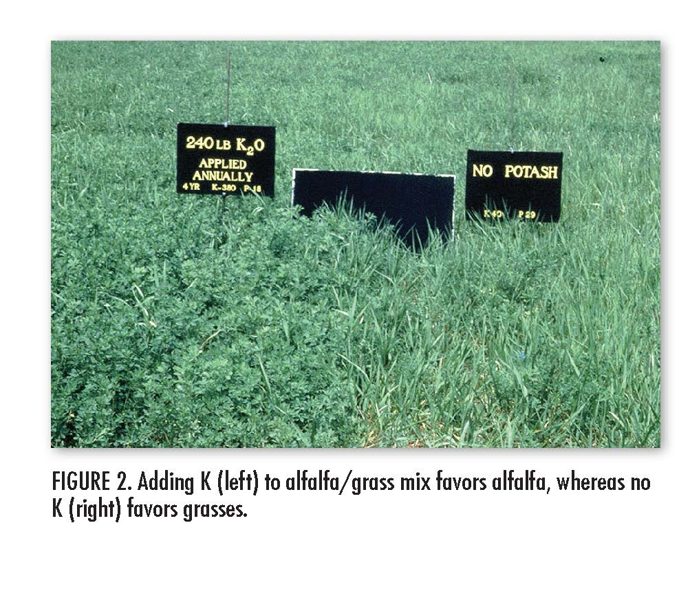 Adding K (left) to alfalfa/grass mix favors alfalfa, whereas no K (right) favors grasses.