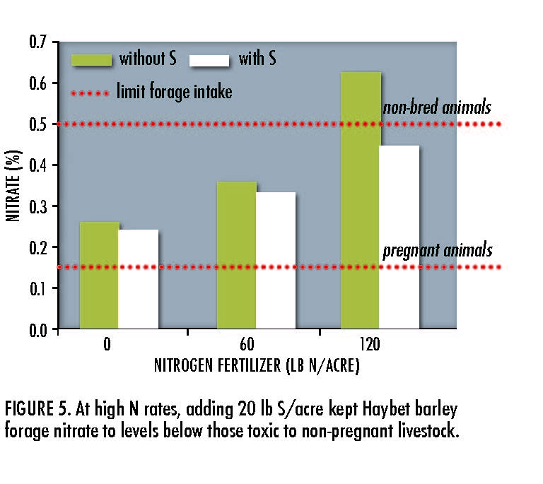 AT high N rates, adding 20lb S/acre kept Haybet barley forage nitrate to levels below those toxic to non-pregnant livestock