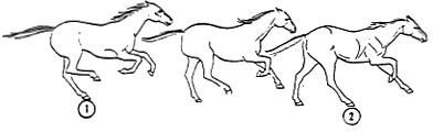gallop1