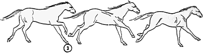 gallop2