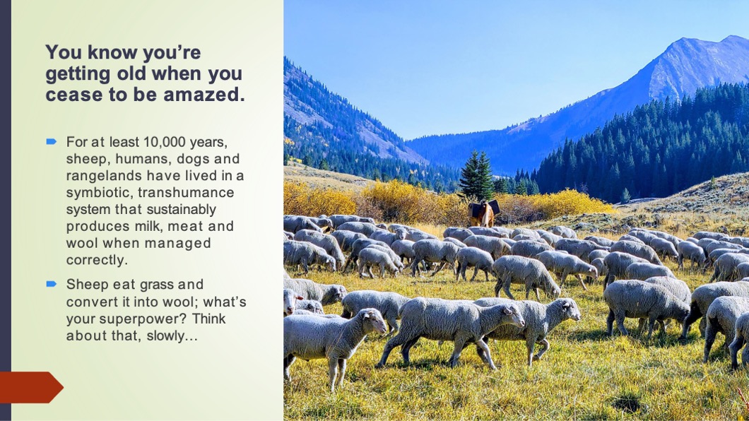 sheep grazing a pasture