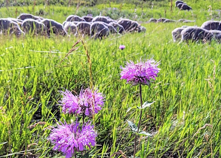 canada thistle in a field with sheep in the background