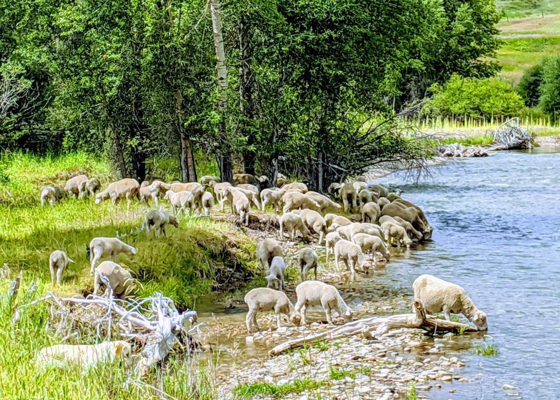 sheep drinking from a mountain stream