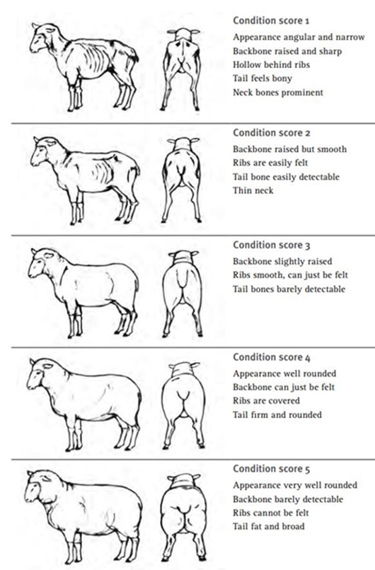 drawings of ewes showing how to score for body condition